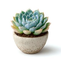 Small succulent plant in ceramic pot isolated on white background for home decor and gardening projects.