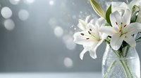 White lily flowers in glass vase with soft bokeh lights background for spring decoration, wedding arrangements, sympathy cards and floral design projects.