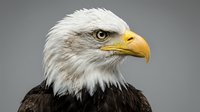 Bald eagle with white head and dark brown plumage, yellow beak and eye, isolated against neutral gray background for wildlife and nature projects.