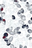 Decorative pattern with swirling Easter eggs in navy blue, gray and red tones on white background. Seamless repeat design for seasonal holiday projects and gift wrap.