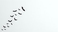 Silhouettes of flying bats scattered diagonally across white background, isolated design element suitable for Halloween graphics, t-shirt prints, and seasonal decorations.