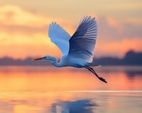 Majestic white egret in flight over calm water at sunset, wings fully extended against orange and pink sky, creating mirror reflection on tranquil lake surface.