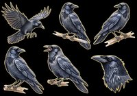 Six dark ravens in various poses, isolated on transparent background. Ready for stickers, t-shirt design, print on demand, sublimation, and clipart use.