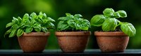 Fresh basil plants growing in terracotta pots against blurred green background, aromatic culinary herbs for cooking and garnishing Mediterranean dishes.
