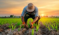 Asian male farmer in straw hat and overalls planting young rice seedlings in paddy field during golden sunset, showcasing sustainable agriculture and traditional farming methods.