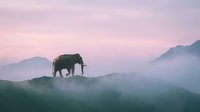 Solitary elephant walking through misty mountain landscape at dawn, surrounded by layered fog and forested hills, wildlife in natural habitat.