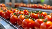 Fresh ripe red tomatoes on vine in metal tray, close up view with selective focus. Natural organic produce at farmers market or grocery store.
