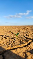 Single green seedling sprouting from cracked, parched earth under clear blue sky, symbolizing hope, resilience, and survival in harsh drought conditions for environmental and sustainability concepts.
