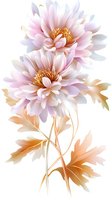 Delicate pink chrysanthemum flowers with golden leaves on white background, soft pastel tones create romantic floral composition for wedding designs and decor.