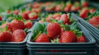 Fresh ripe strawberries in plastic containers at farmers market, close up view of juicy red berries with green leaves, selective focus on foreground.