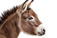 Brown donkey head profile against white background, showing detailed fur texture and gentle expression. Isolated farm animal portrait for design projects.