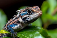 Colorful lizard with blue and brown scales perched on green leaf, displaying detailed texture and vibrant markings for wildlife and nature content.