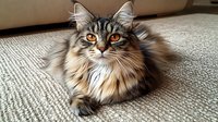 Fluffy tabby cat with striking amber eyes lying comfortably on beige sofa cushions in cozy home interior setting for pet care and domestic animal concepts.