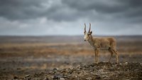 Tibetan antelope standing on rocky terrain under dramatic stormy sky in high altitude plateau wilderness landscape for wildlife conservation concepts.