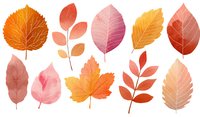 Colorful autumn leaves collection in warm orange, red, and pink tones on white background, isolated for seasonal design projects.