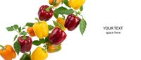 Fresh colorful bell peppers with green leaves isolated on white background for healthy cooking and organic food design projects.