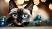 Siamese cat with striking blue eyes peering through Christmas pine branches against warm bokeh lights background, creating magical holiday atmosphere.