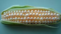 Fresh corn cob with golden kernels and green husks on blue background for healthy eating and agriculture concepts.