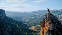 Majestic eagle perched on mountain peak overlooking vast valley landscape with dramatic cliffs and rolling hills under blue sky. Powerful symbol of freedom and nature.