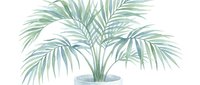 Potted palm plant with green feathery fronds isolated on white background, suitable for interior design, botanical illustrations, and home decor projects.