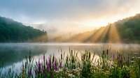Misty lake at sunrise with purple wildflowers in foreground, golden sunbeams piercing through fog over calm water surrounded by lush green hills and forest.
