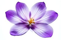 Purple crocus flower with white gradient petals and yellow stamens isolated on white background, macro photography showing delicate petal texture and veins.
