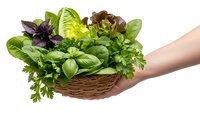 Fresh mixed salad greens and herbs in wicker basket held by hand on white background. Organic leafy vegetables for healthy cooking and nutrition.