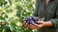 Mature male farmer with weathered hands holding freshly harvested dark purple figs in palms against blurred green orchard foliage, showcasing agricultural produce and harvest season.
