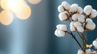 Delicate cotton plant branch with fluffy white bolls against blurred bokeh background in teal and golden tones, creating soft dreamy atmosphere.