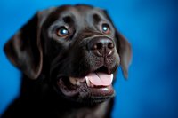 Black Labrador Retriever with mouth open and tongue out against blue background, showing happy expression for pet, animal, and dog-related design projects.