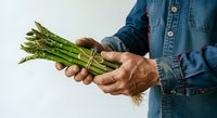 Farmer holding fresh green asparagus bunch in hands wearing denim shirt, isolated on white background for agricultural and food industry use.