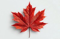 Vibrant red maple leaf isolated on white background, showcasing detailed veins and autumn texture for seasonal designs and nature themes.