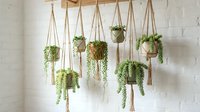Hanging macrame plant holders with trailing green plants against white brick wall creating bohemian indoor garden display for home decor and interior design.