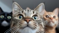 Three adorable domestic cats with wide eyes looking upward with curious expressions. Tabby and orange kittens with whiskers in close-up portrait style.