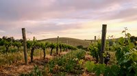 Vineyard rows with wooden posts stretch across rolling hills at sunset, showcasing agricultural landscape and wine production environment for viticulture and farming themes.