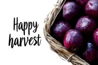 Fresh ripe plums with water drops in woven basket and happy harvest text on white background, autumn seasonal greeting card design template.