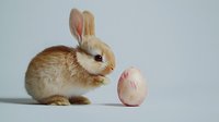 Adorable light brown baby bunny rabbit looking curiously at pink decorated Easter egg on white background, spring holiday concept for seasonal designs.