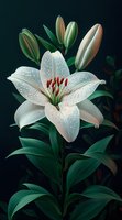 White oriental lily bloom with water drops against dark background, detailed petals and stamens, surrounded by green leaves and unopened buds.