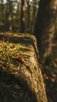 Red ladybug on moss-covered tree bark in sunlit forest. Natural wildlife habitat with warm golden light filtering through woodland trees.