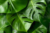 Fresh monstera deliciosa leaves with water drops creating natural pattern. Vibrant green tropical foliage background for nature and botanical designs.