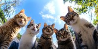 Group of curious cats looking down at camera against blue sky background, low angle view creating humorous perspective of feline faces peering down at viewer.
