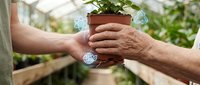 Two people holding a potted plant together in a greenhouse, symbolizing teamwork, gardening collaboration, and environmental care for horticulture projects.