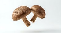 Fresh shiitake mushrooms with brown spotted caps isolated on white background for culinary and cooking design projects.