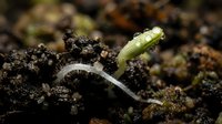 Young green seedling sprouting from dark fertile soil with cotyledon leaves emerging in natural garden environment for agriculture and growth concepts.