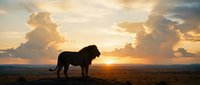 Majestic lion silhouette standing on savanna plains during golden sunset with dramatic clouds. Wildlife photography concept for nature documentaries and safari themes.