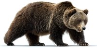 Majestic brown grizzly bear walking on white background, isolated wildlife animal with thick fur and powerful stance for conservation and nature projects.