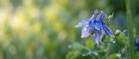 Purple columbine flower blooming in natural garden setting with soft bokeh background for spring botanical designs and nature photography projects.