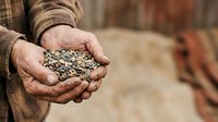 Farmer holding sunflower seeds in weathered hands, agricultural harvest and farming concept for agribusiness, gardening, and crop production themes.