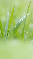 Fresh green grass blades with morning dew drops in soft natural light creating peaceful spring garden atmosphere for wellness and nature concepts.