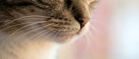 Close-up profile of domestic cat nose and whiskers with soft pink background. Feline pet portrait showing detailed fur texture and facial features.